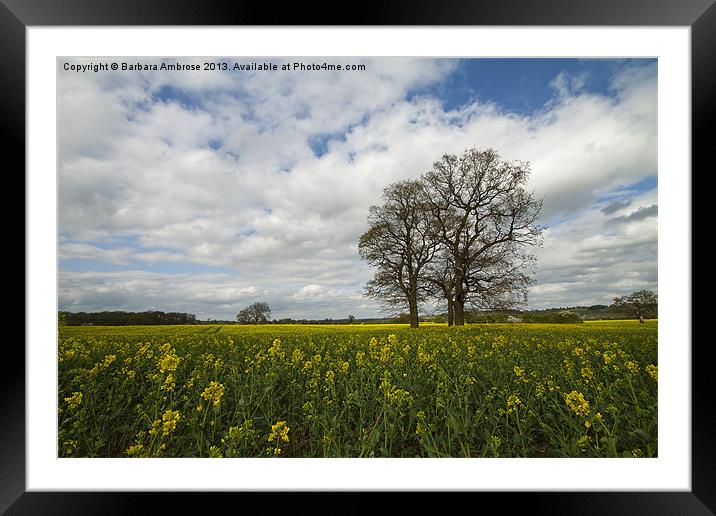 A field of gold Framed Mounted Print by Barbara Ambrose