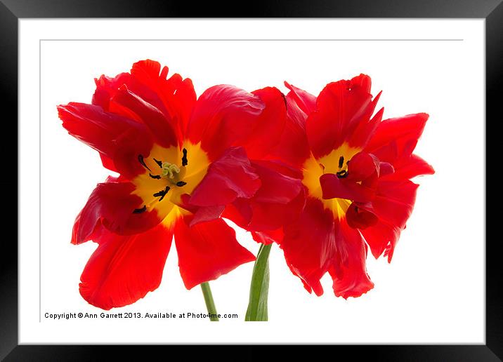 Two Red Tulips 2 Framed Mounted Print by Ann Garrett