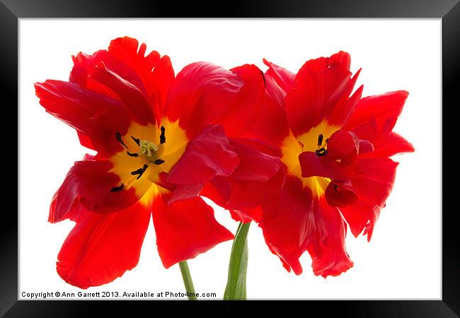 Two Red Tulips 2 Framed Print by Ann Garrett