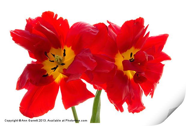Two Red Tulips 2 Print by Ann Garrett