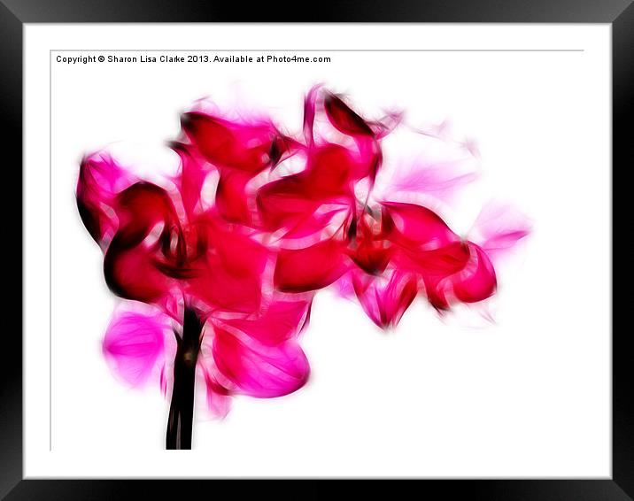 Fractalius pink orchid Framed Mounted Print by Sharon Lisa Clarke