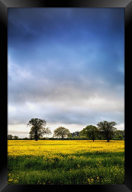 Rapeseed Field Framed Print by Simon West
