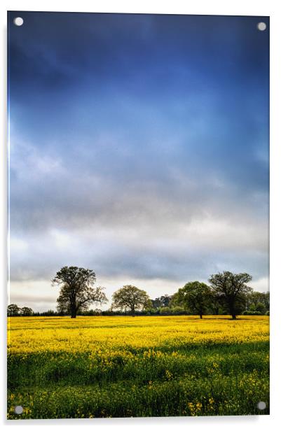 Rapeseed Field Acrylic by Simon West