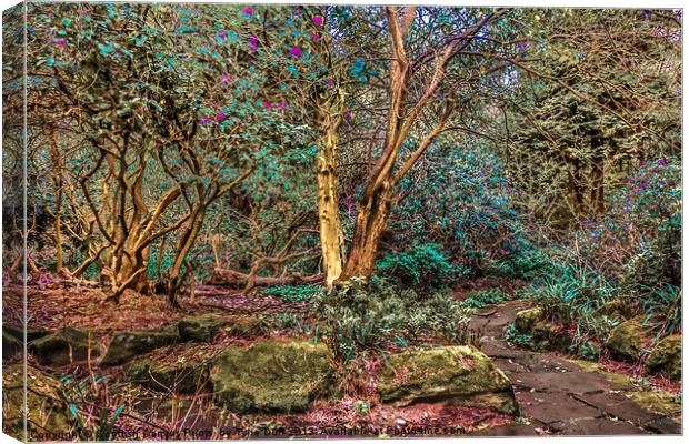 Woodland Glade in  Rosshall Park, Glasgow Canvas Print by Tylie Duff Photo Art