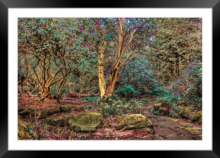 Woodland Glade in  Rosshall Park, Glasgow Framed Mounted Print by Tylie Duff Photo Art