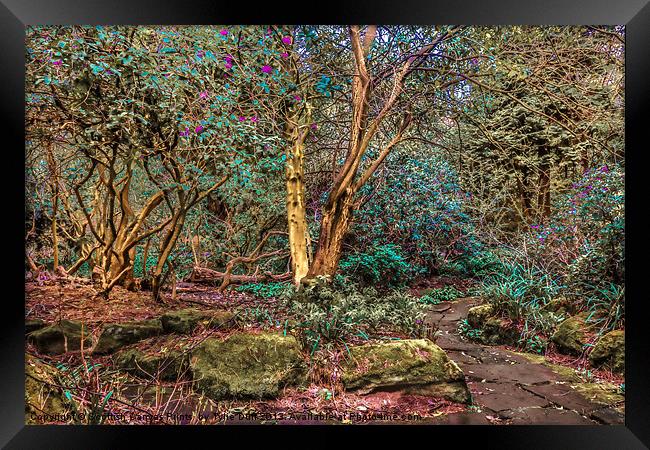 Woodland Glade in  Rosshall Park, Glasgow Framed Print by Tylie Duff Photo Art