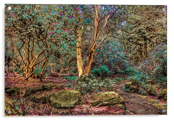 Woodland Glade in  Rosshall Park, Glasgow Acrylic by Tylie Duff Photo Art