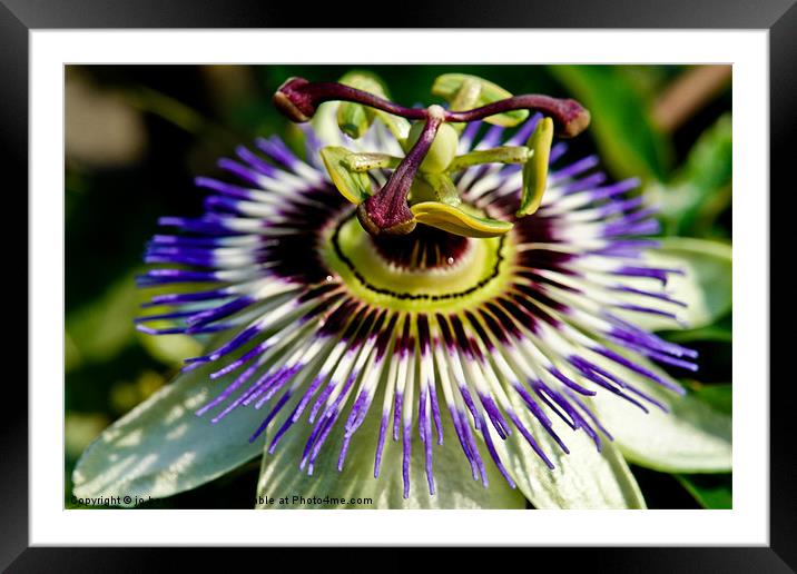 passion flower Framed Mounted Print by Jo Beerens