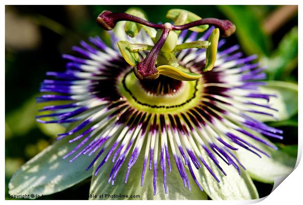 passion flower Print by Jo Beerens
