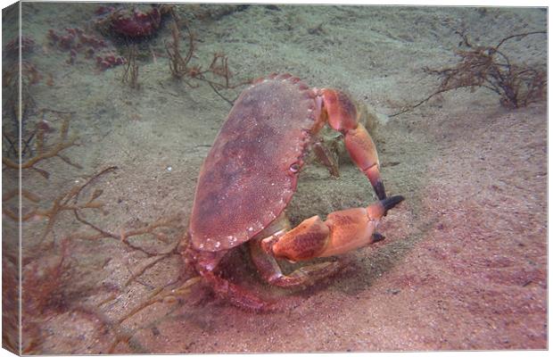 Crab on seabed Canvas Print by kevin wise