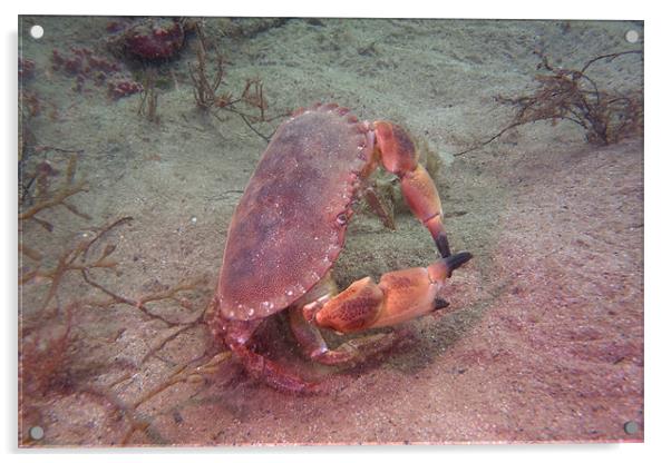 Crab on seabed Acrylic by kevin wise