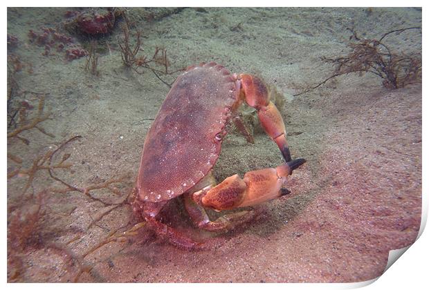 Crab on seabed Print by kevin wise