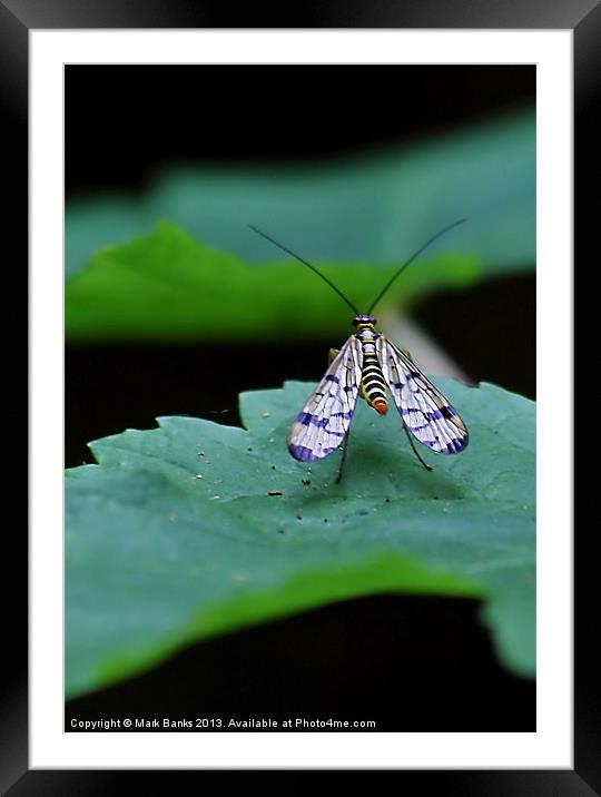Scorpion fly Framed Mounted Print by Mark  F Banks