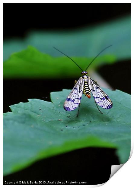 Scorpion fly Print by Mark  F Banks