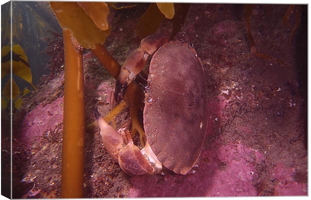 Brown crab Canvas Print by kevin wise