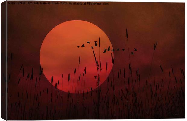 A SIMPLE SUNSET IN JUNE Canvas Print by Tom York