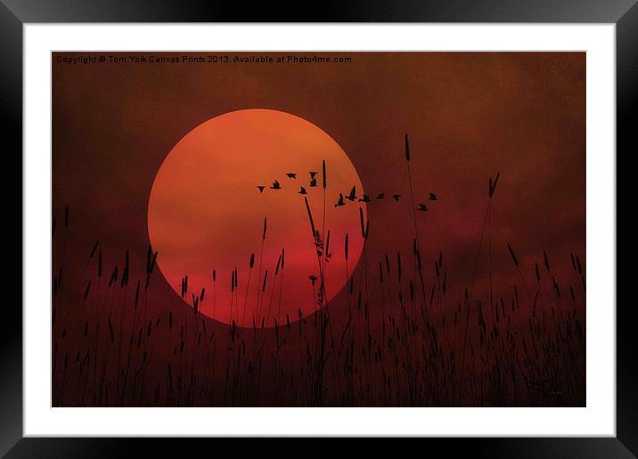 A SIMPLE SUNSET IN JUNE Framed Mounted Print by Tom York