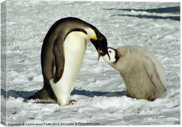 Emperor Penguin Feeding Chick Canvas Print by Carole-Anne Fooks