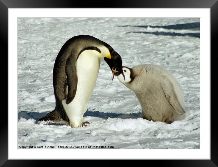 Emperor Penguin Feeding Chick Framed Mounted Print by Carole-Anne Fooks
