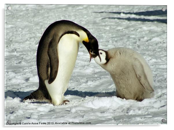 Emperor Penguin Feeding Chick Acrylic by Carole-Anne Fooks