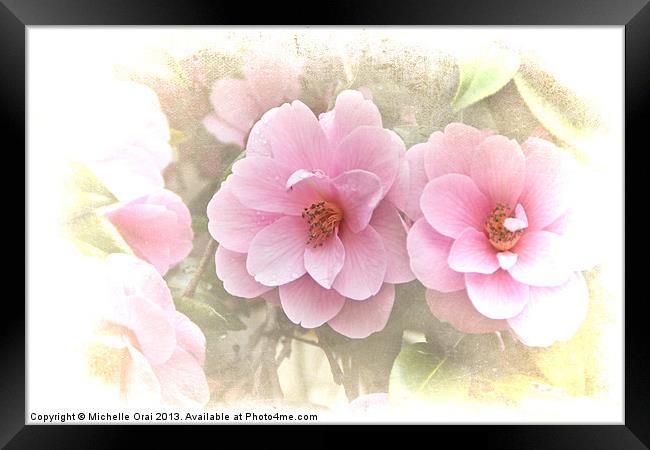 Delicate Camelias Framed Print by Michelle Orai