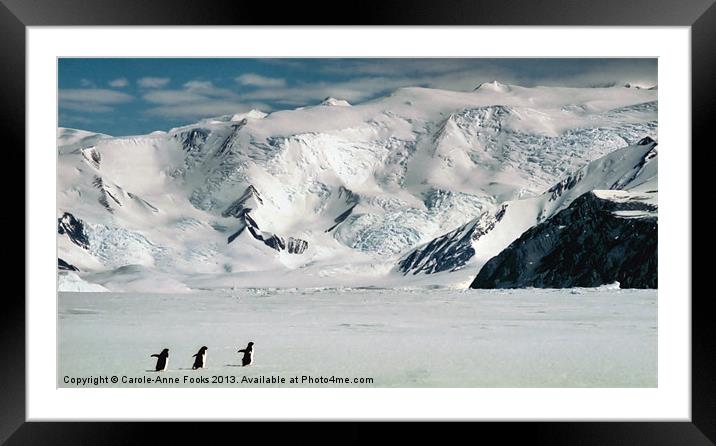 Cape Hallett Ross Sea Antarctica Framed Mounted Print by Carole-Anne Fooks