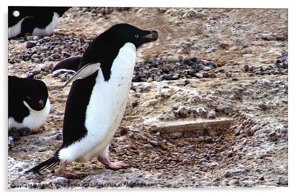 Adelie Penguin Cape Adare Antarctica Acrylic by Carole-Anne Fooks