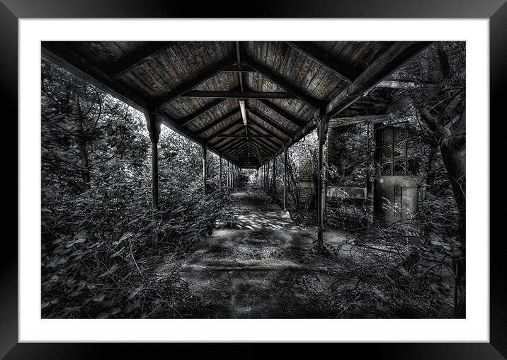 Into the Woods Framed Mounted Print by Jason Green