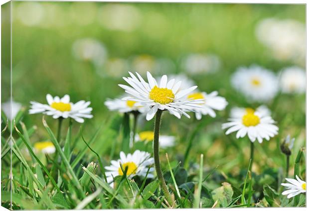 Daisies on garden lawn Canvas Print by Diana Mower