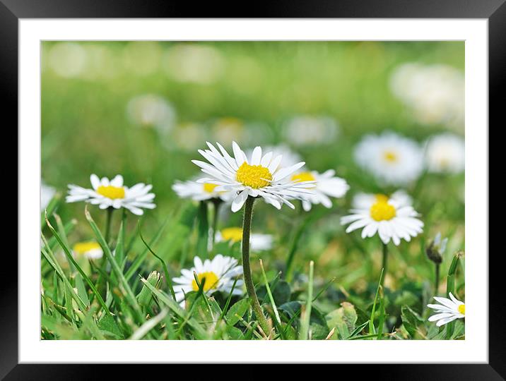 Daisies on garden lawn Framed Mounted Print by Diana Mower