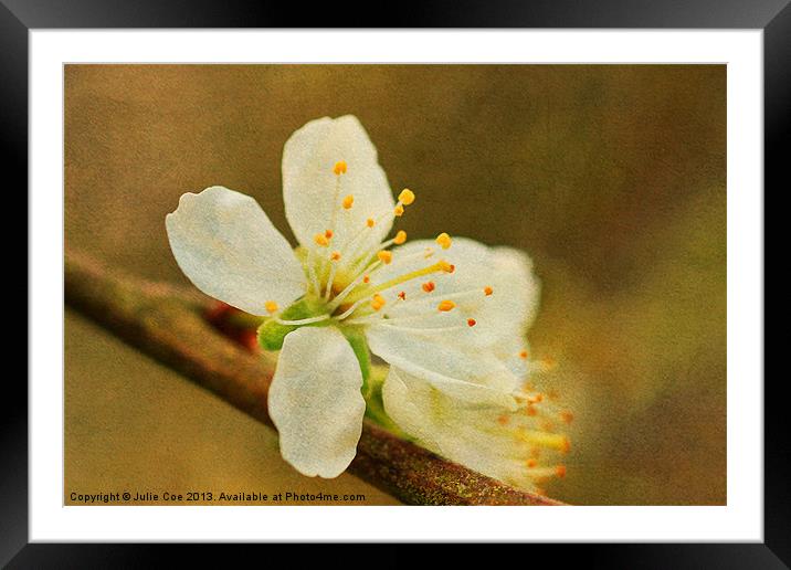Blossom Framed Mounted Print by Julie Coe