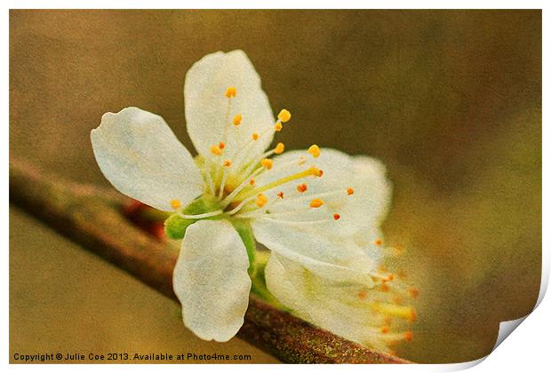 Blossom Print by Julie Coe