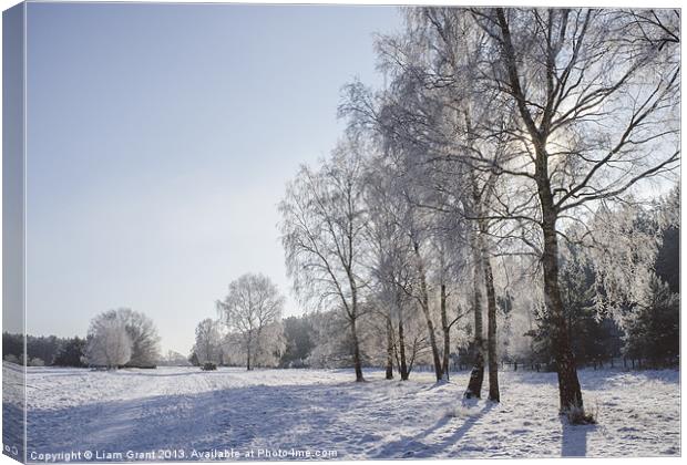 Frozen, snow covered Silver Birch trees. Norfolk,  Canvas Print by Liam Grant