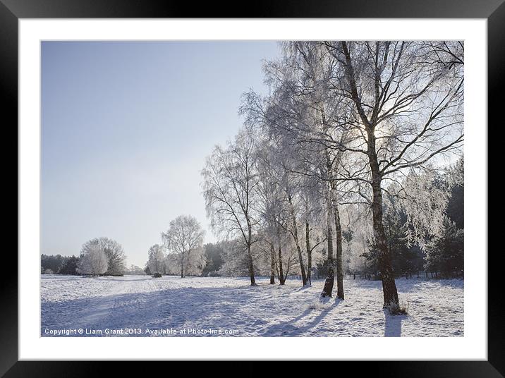 Frozen, snow covered Silver Birch trees. Norfolk,  Framed Mounted Print by Liam Grant
