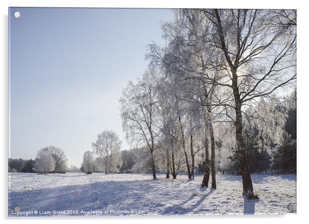 Frozen, snow covered Silver Birch trees. Norfolk,  Acrylic by Liam Grant