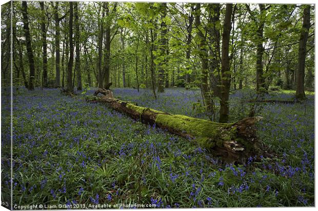 Bluebell Wood, Blickling Estate, Norfolk, UK Canvas Print by Liam Grant