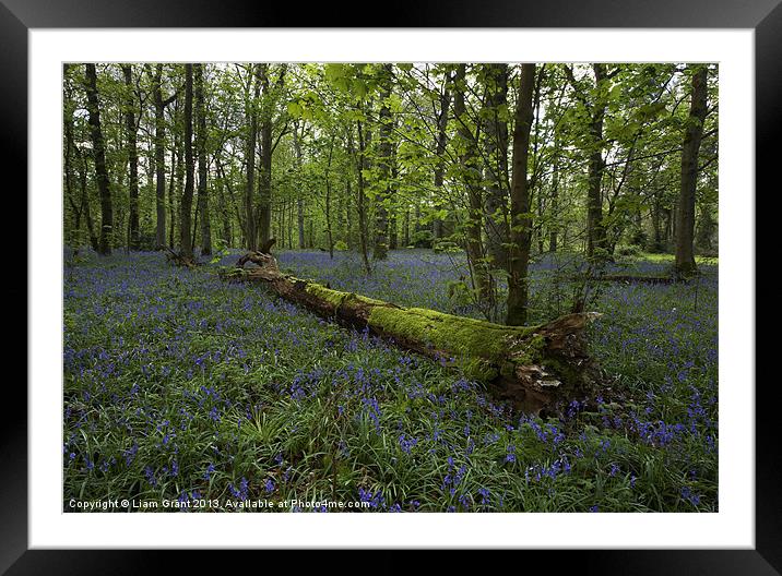Bluebell Wood, Blickling Estate, Norfolk, UK Framed Mounted Print by Liam Grant