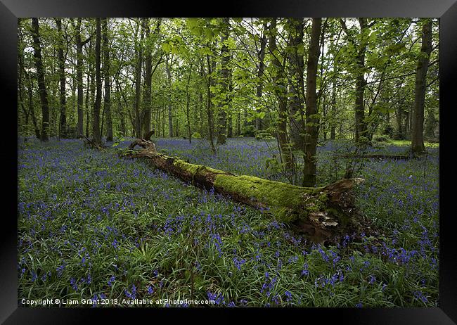 Bluebell Wood, Blickling Estate, Norfolk, UK Framed Print by Liam Grant
