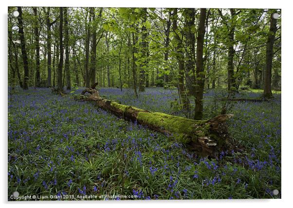 Bluebell Wood, Blickling Estate, Norfolk, UK Acrylic by Liam Grant