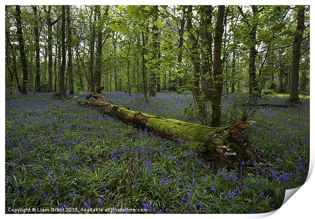 Bluebell Wood, Blickling Estate, Norfolk, UK Print by Liam Grant