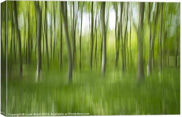 Abstract blur of Beech trees. Canvas Print by Liam Grant