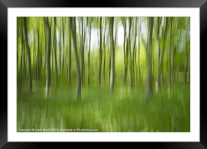 Abstract blur of Beech trees. Framed Mounted Print by Liam Grant