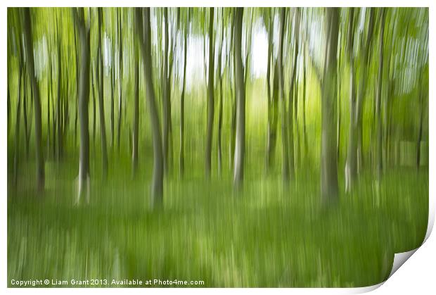 Abstract blur of Beech trees. Print by Liam Grant