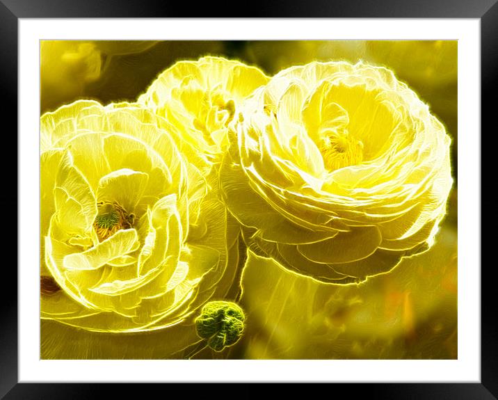 Cream flower Fractals art Framed Mounted Print by David French