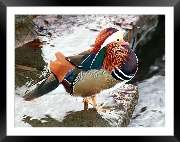 Mandarin duck Framed Mounted Print by Mike Dickinson