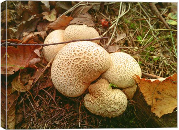 Forest floor mushrooms Canvas Print by Mike Dickinson