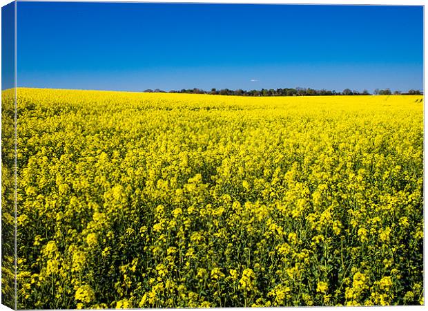 Field of Yellow Rapeseed Canvas Print by Mark Llewellyn