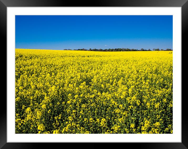 Field of Yellow Rapeseed Framed Mounted Print by Mark Llewellyn
