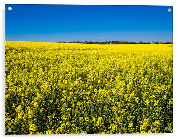 Field of Yellow Rapeseed Acrylic by Mark Llewellyn