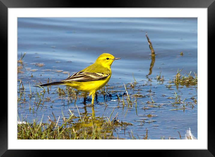 Yellow Wagtail Framed Mounted Print by Joe Pell